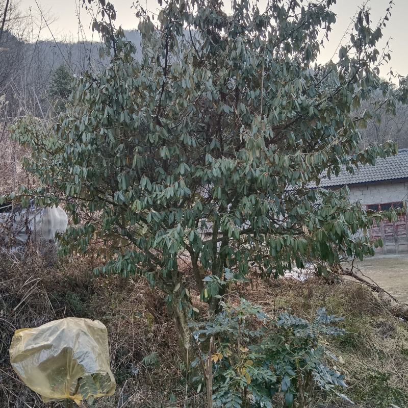 羊奶果熟桩地景，一手货源，适合景观，采摘园，量大以优