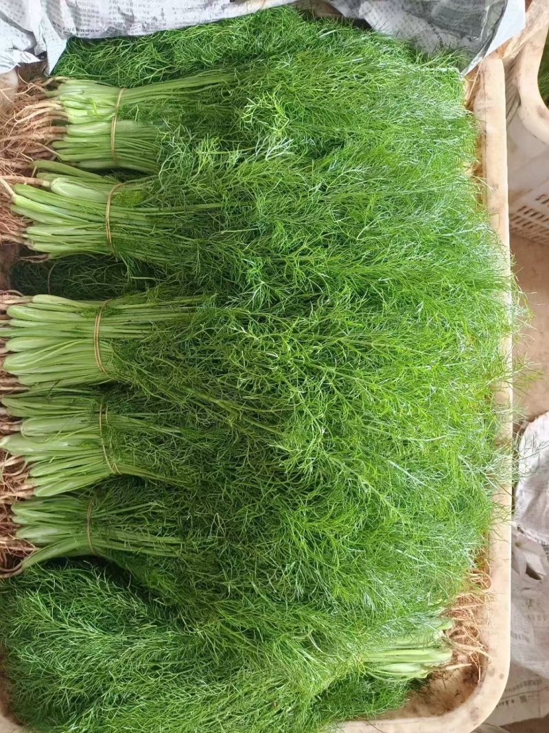 精品茴香产地直供大量有货，供超市批发市场等，价格合理