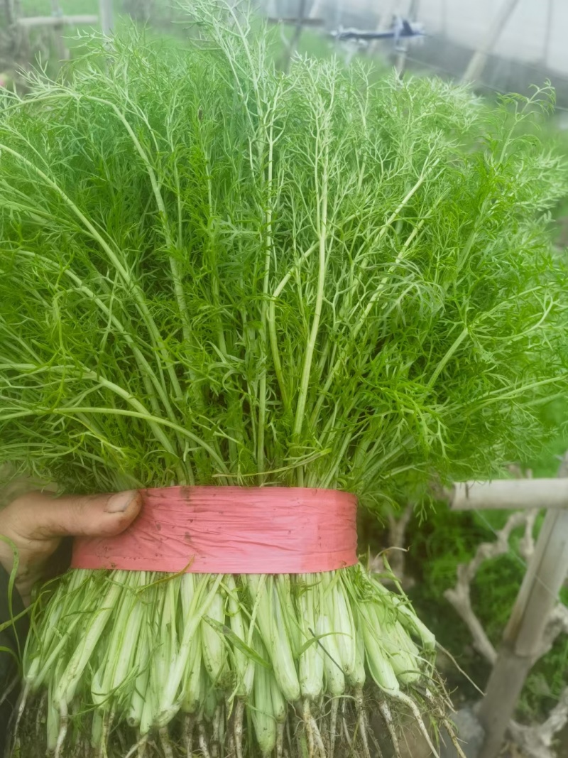 精品茴香产地直供大量有货，供超市批发市场等，价格合理
