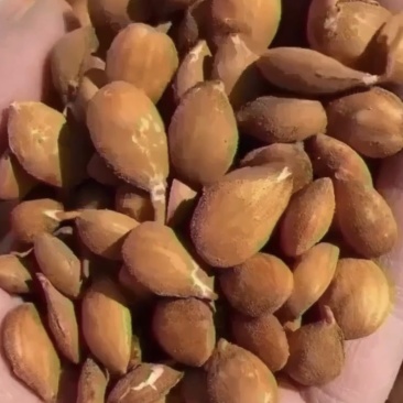桃种子颗粒饱满手捡桃芽每斤达到900粒以上