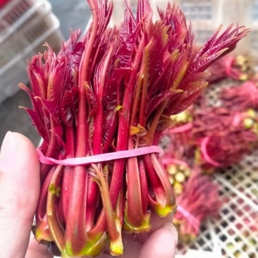 大竹香椿芽即将开始