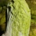 优质黄心大白菜产地直供，量大从优对接超市批发档口等