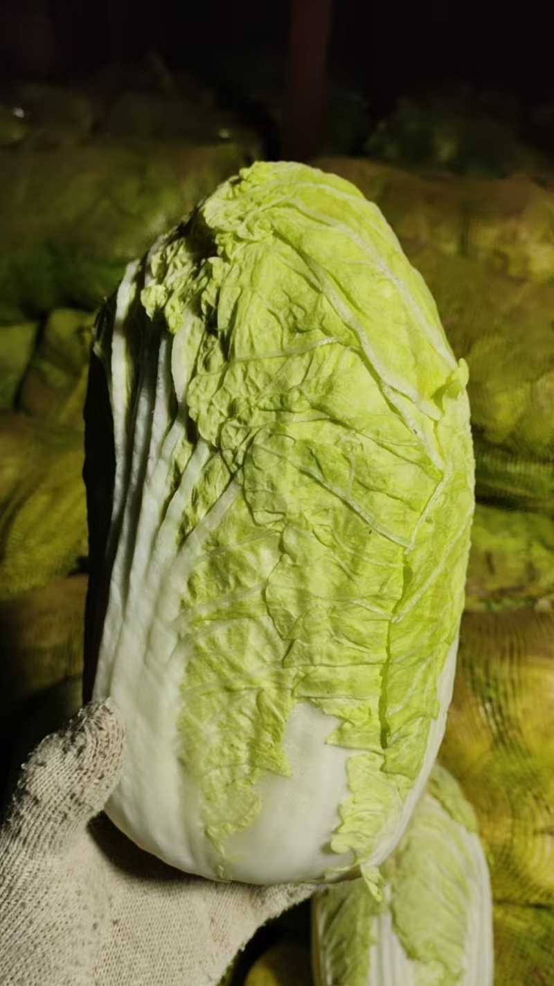 优质黄心大白菜产地直供，量大从优对接超市批发档口等