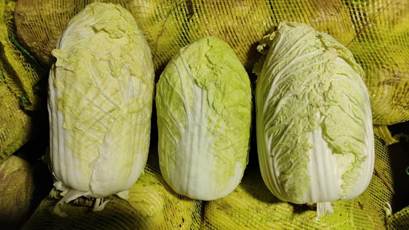 优质黄心大白菜产地直供，量大从优对接超市批发档口等