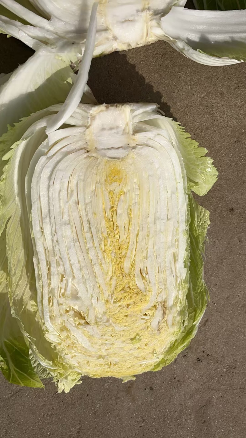优质黄心大白菜产地直供，量大从优对接超市批发档口等