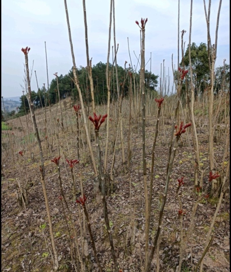 大竹香椿芽即将开始