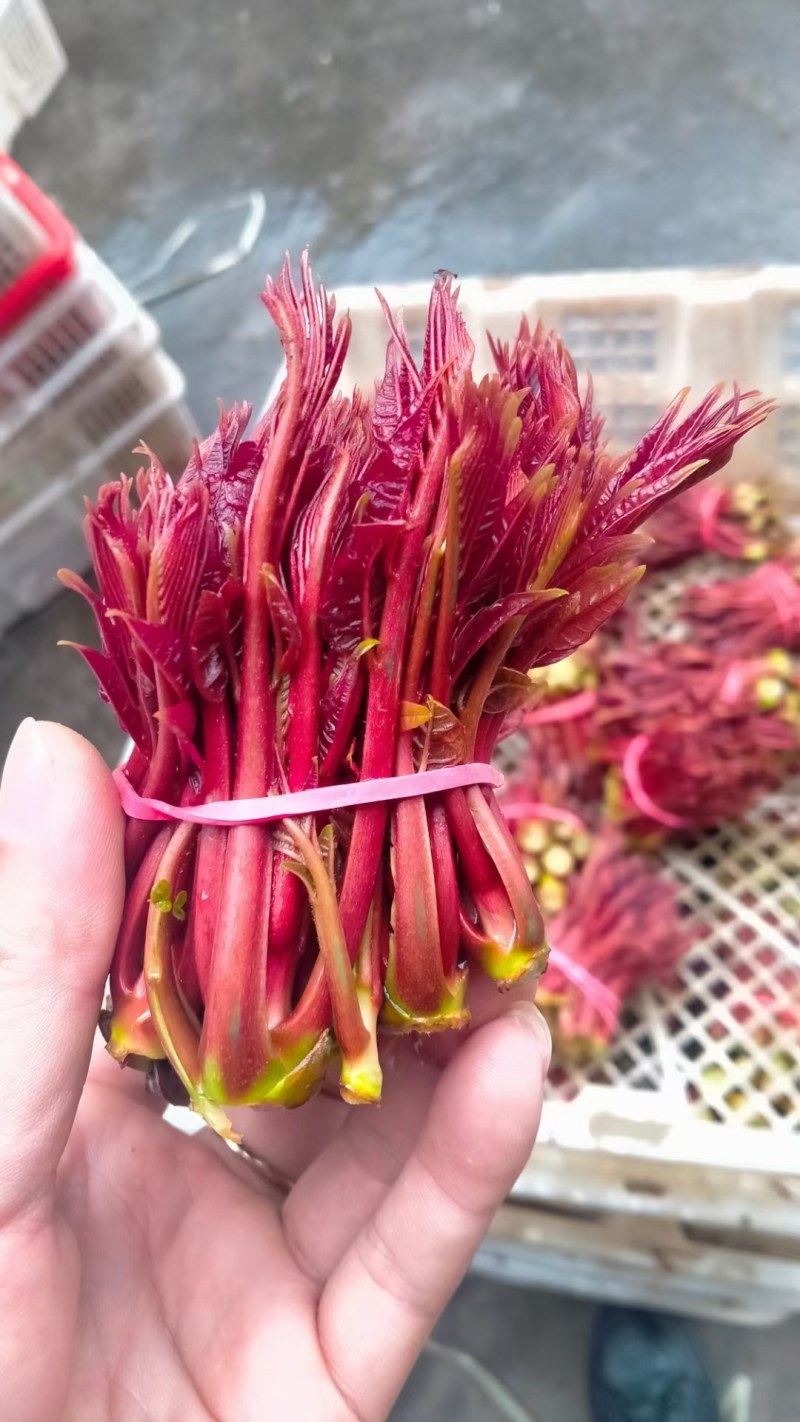 大竹香椿芽即将开始