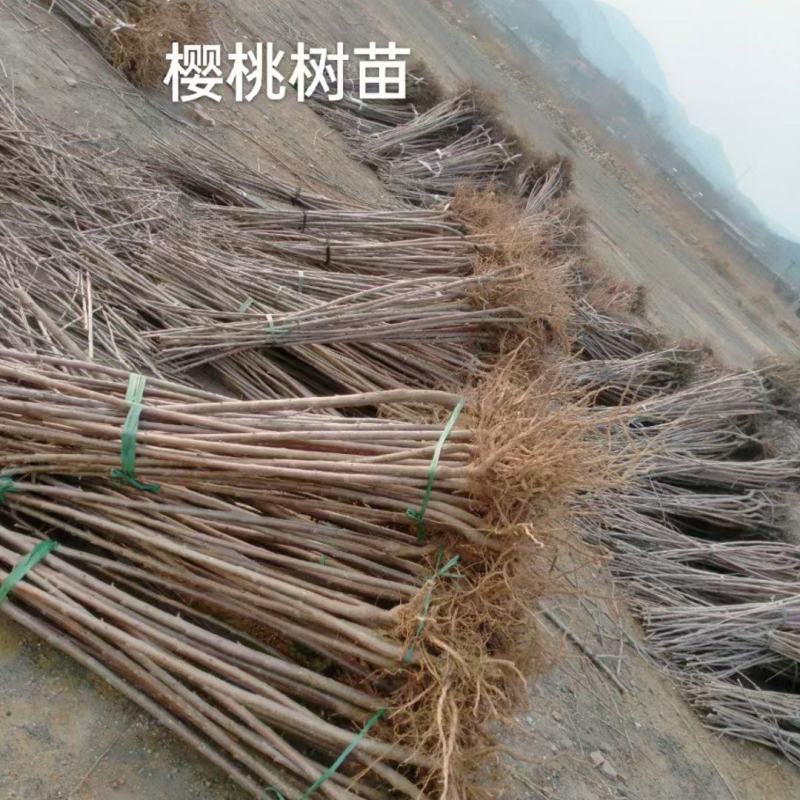 优质嫁接樱桃苗河北赞皇县苗圃直供质量保证量大价优