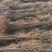 优质嫁接樱桃苗河北赞皇县苗圃直供质量保证量大价优