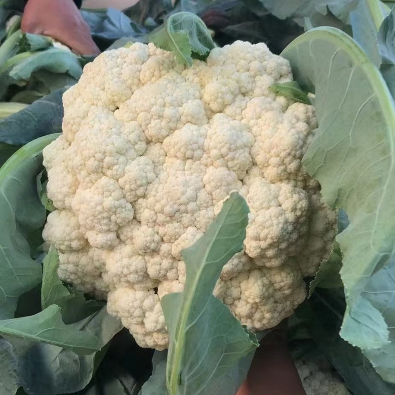 邯郸有机花菜质优价廉，供超市电商全国发货