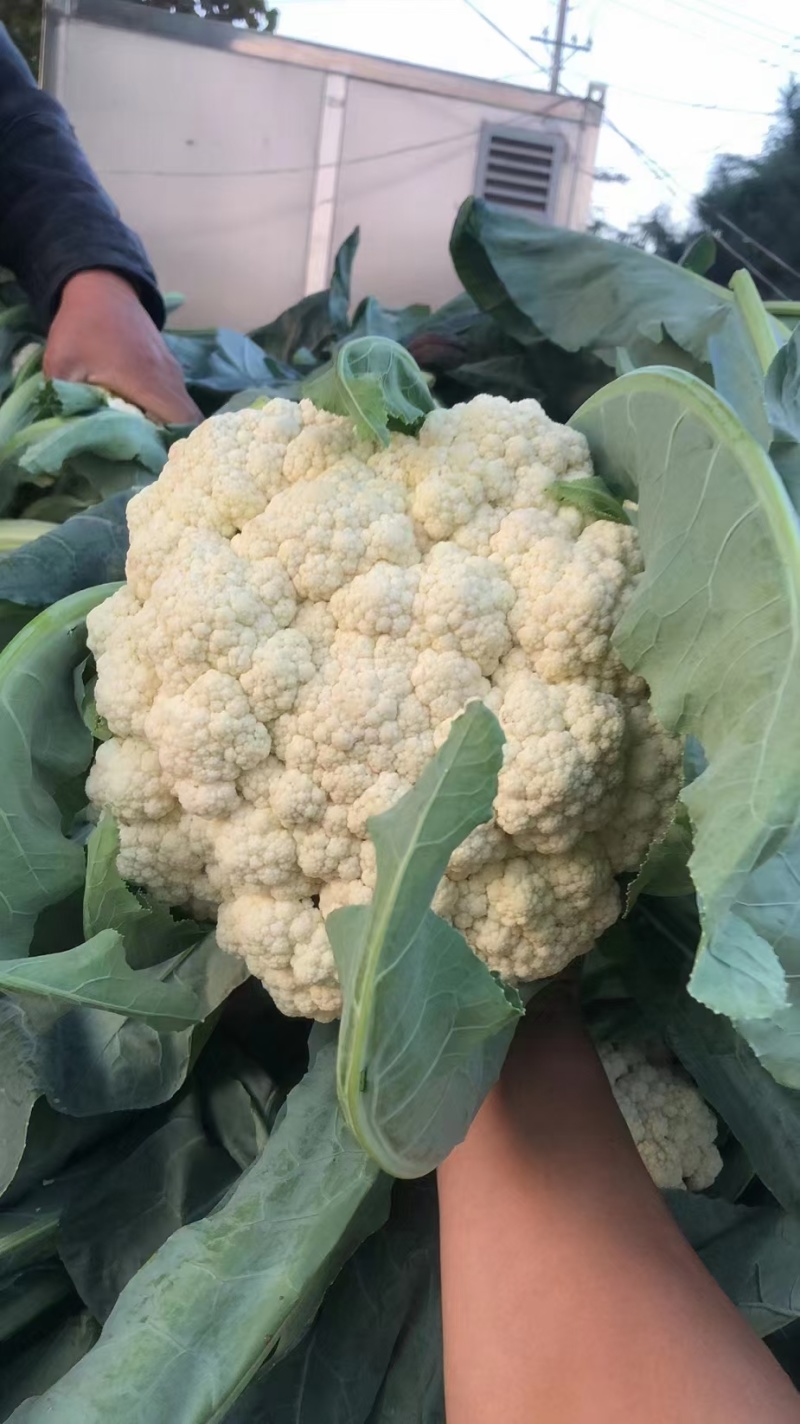 邯郸有机花菜质优价廉，供超市电商全国发货
