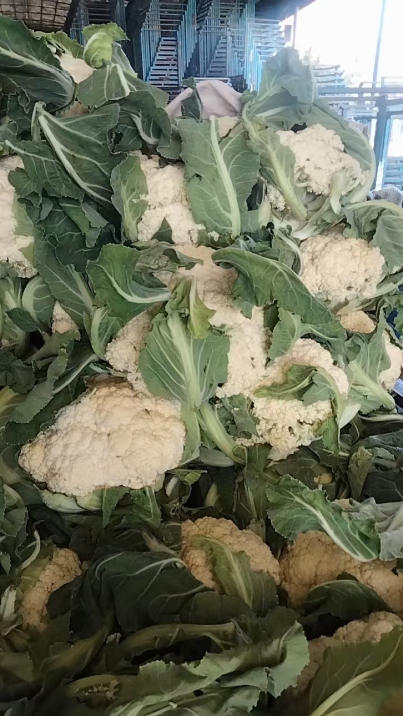 邯郸有机花菜质优价廉，供超市电商全国发货