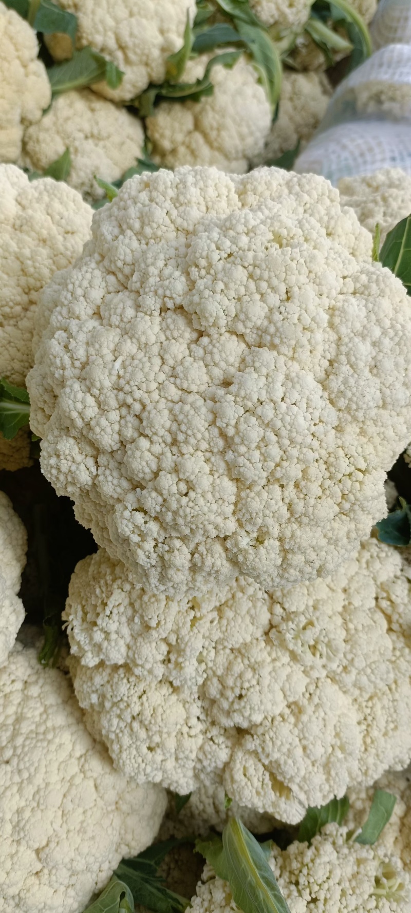 邯郸有机花菜质优价廉，供超市电商全国发货