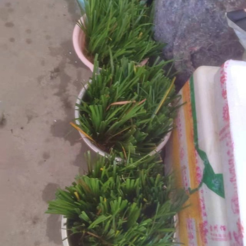石菖蒲苗
