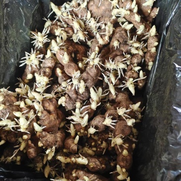 精品姜种，催芽货。大黄姜种，小黄姜种，红芽二姜种子