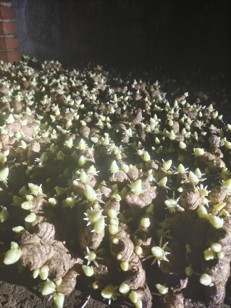 精品姜种，催芽货。大黄姜种，小黄姜种，红芽二姜种子
