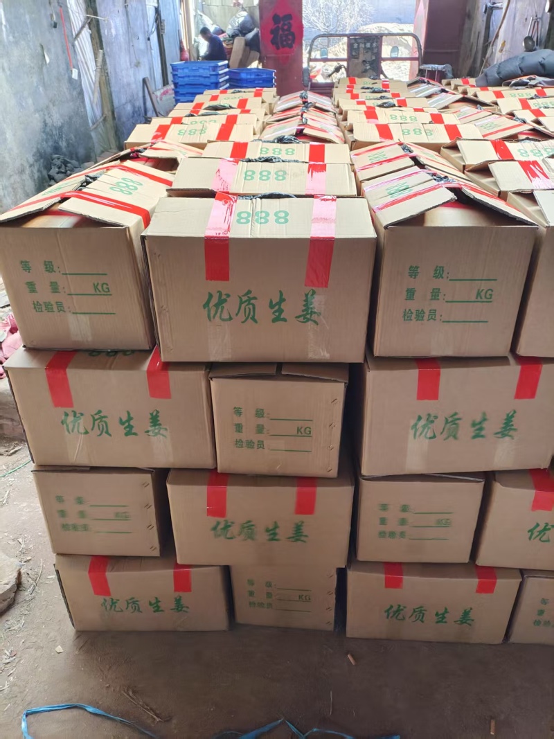 精品姜种，催芽货。大黄姜种，小黄姜种，红芽二姜种子
