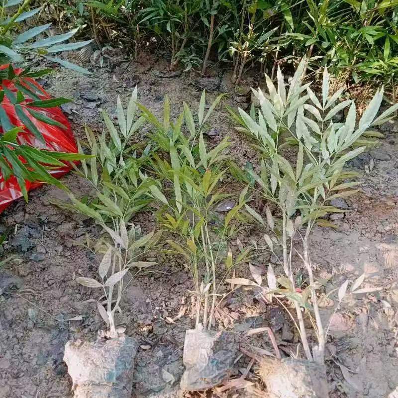 陕西十大功劳高60厘米冠幅30厘米