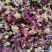 紫罗兰1公斤新鲜天然紫罗兰花蕾花干芙蓉花茶新货