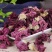 紫罗兰1公斤新鲜天然紫罗兰花蕾花干芙蓉花茶新货