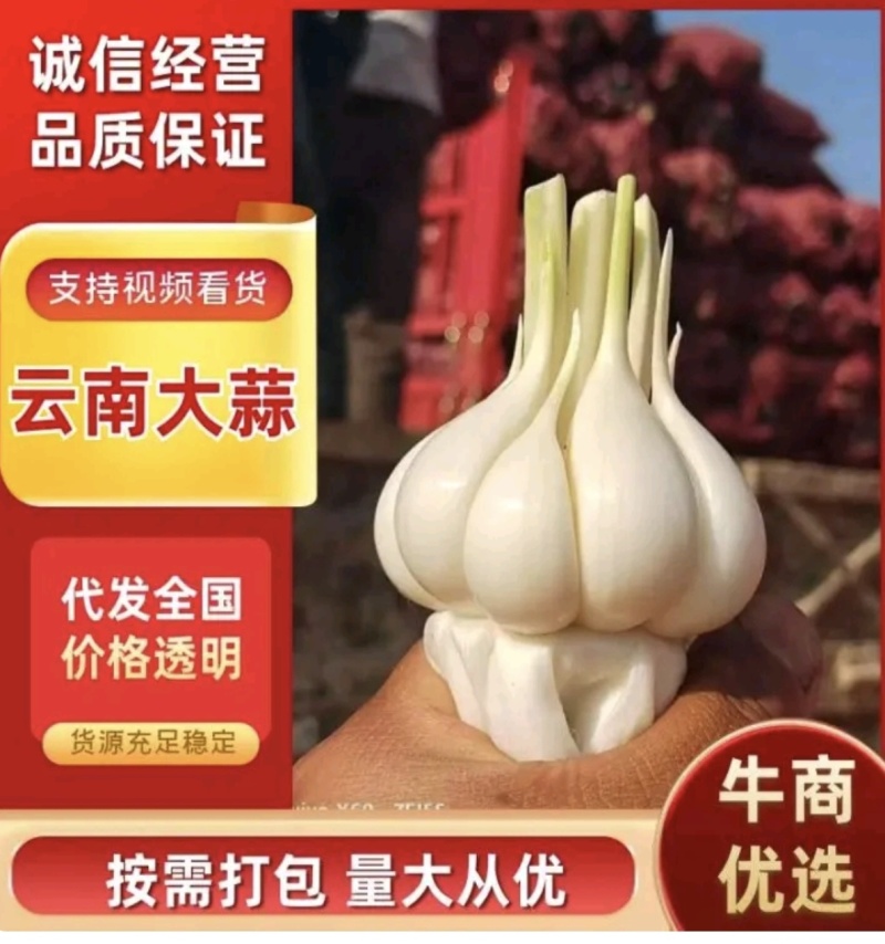 云南紫皮大蒜大量上市产地直发鲜蒜大蒜产地代收