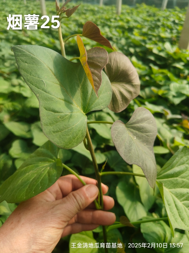脱毒原种大田烟薯苗，烤油蜜薯型，大田苗基地直供，货源充足