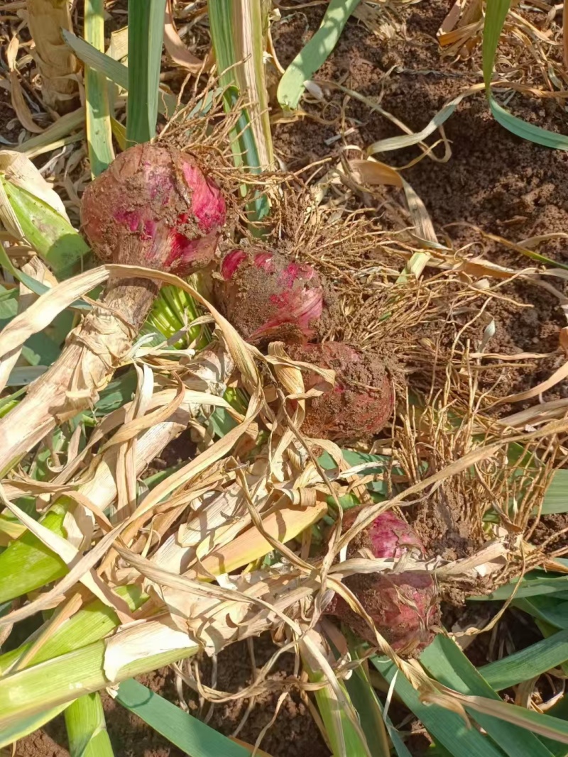 云南紫皮大蒜大量上市产地直发鲜蒜大蒜产地代收