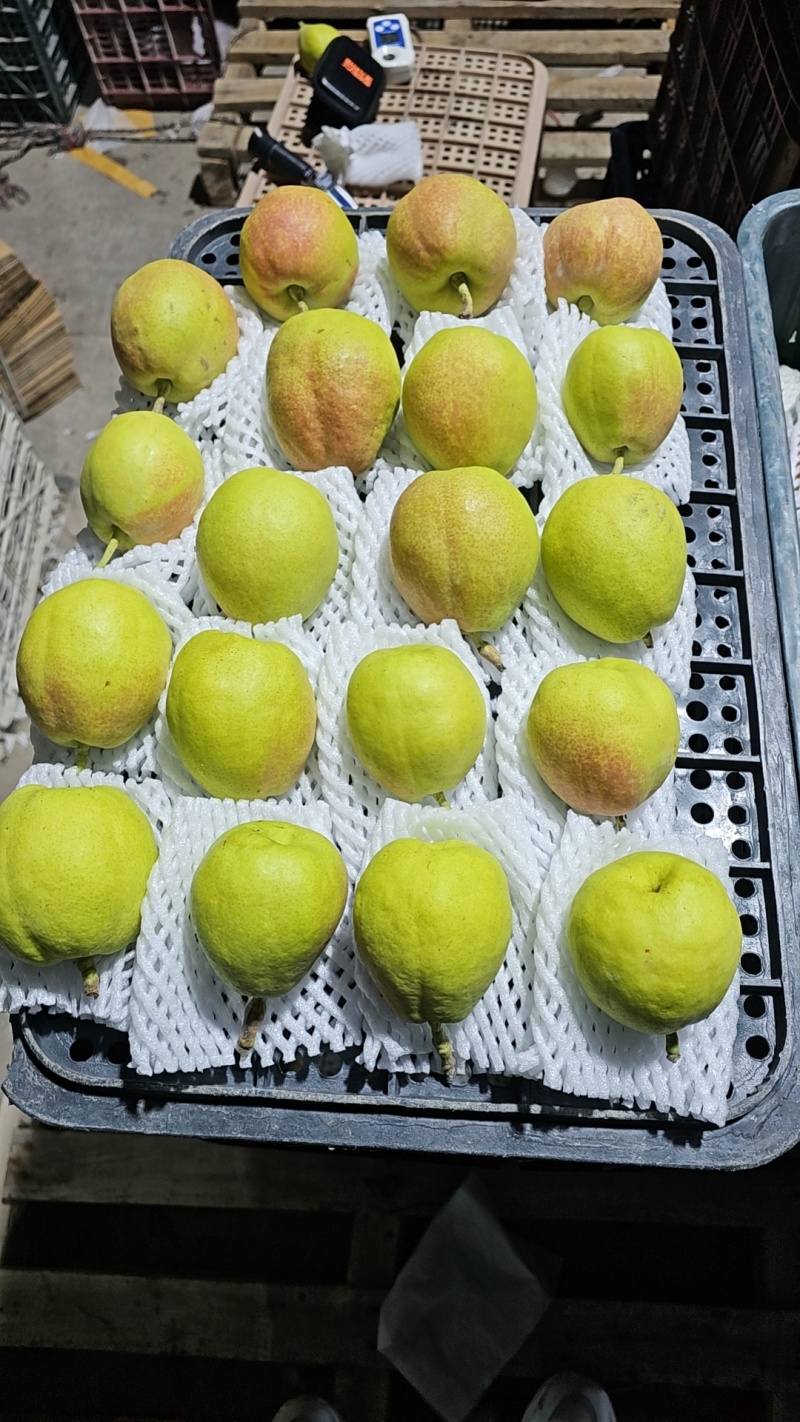 【核心产区】，新疆库尔勒香梨产地直发量大价优欢迎咨询