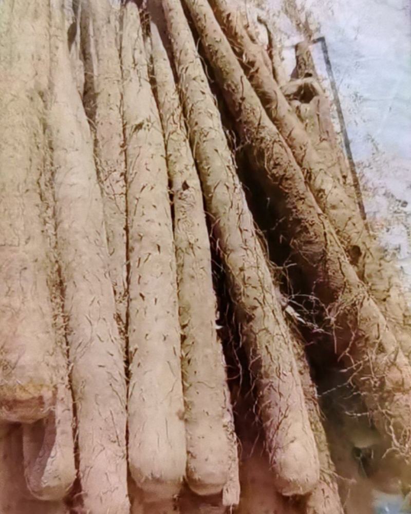 精选山药品类齐全各种规格严选好货常年对接全国欢迎