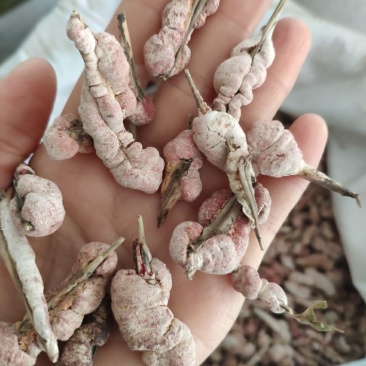 中药材苦竹花竹黄天竹黄