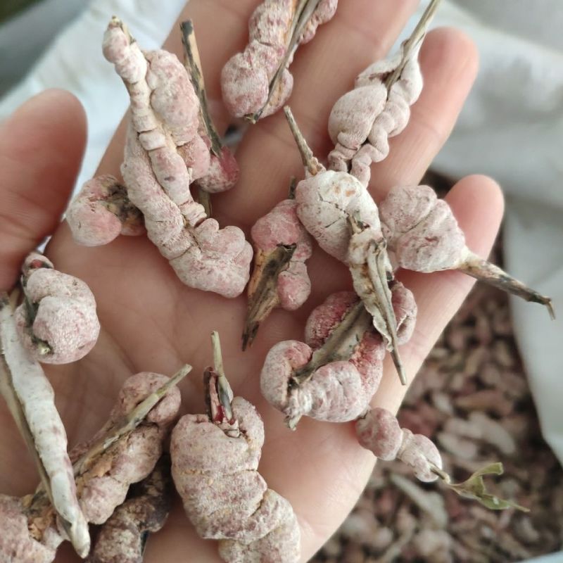 中药材苦竹花竹黄天竹黄