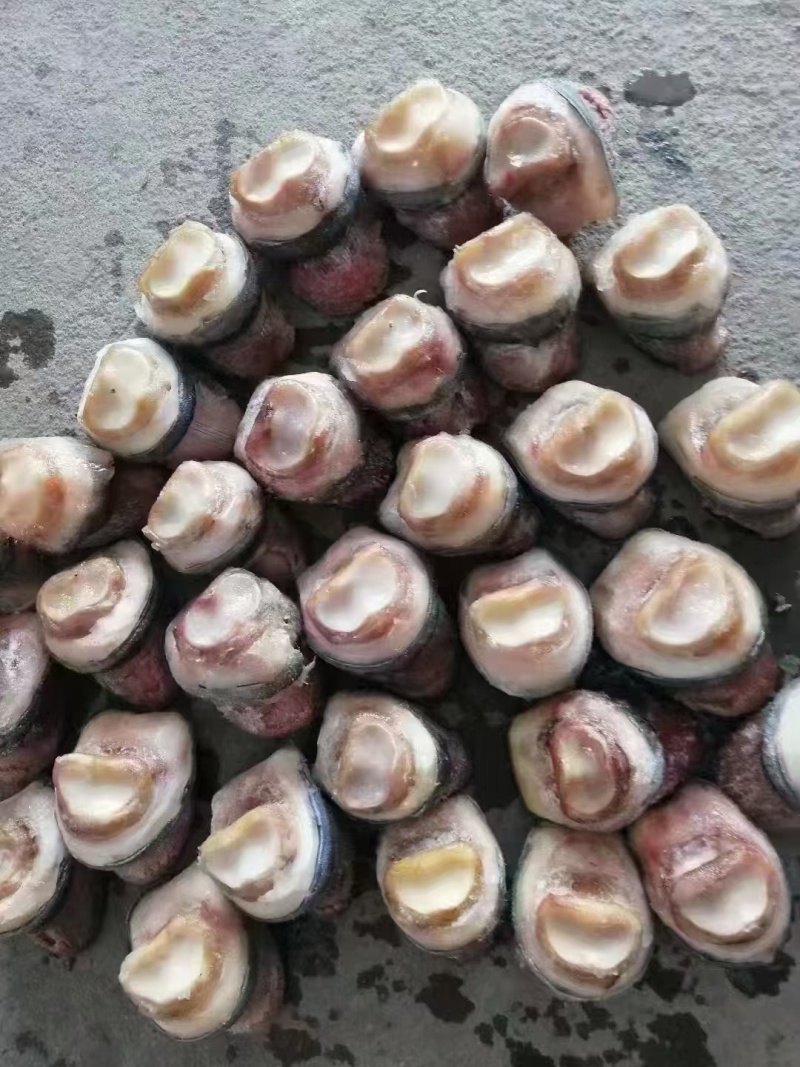 马短蹄