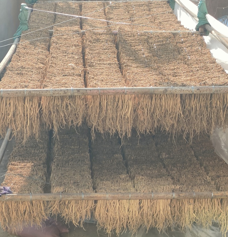 甘肃原产地直销精品无硫，品质保证