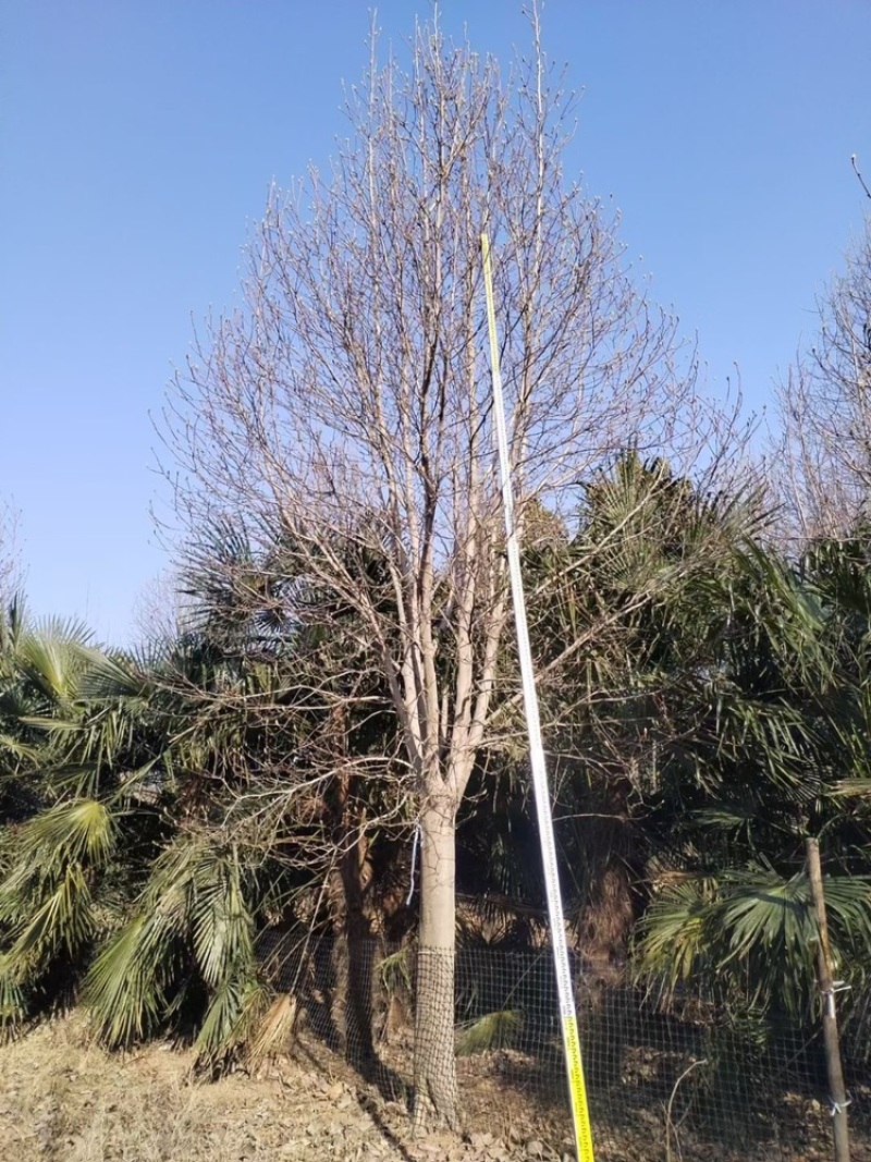 高杆红玉兰