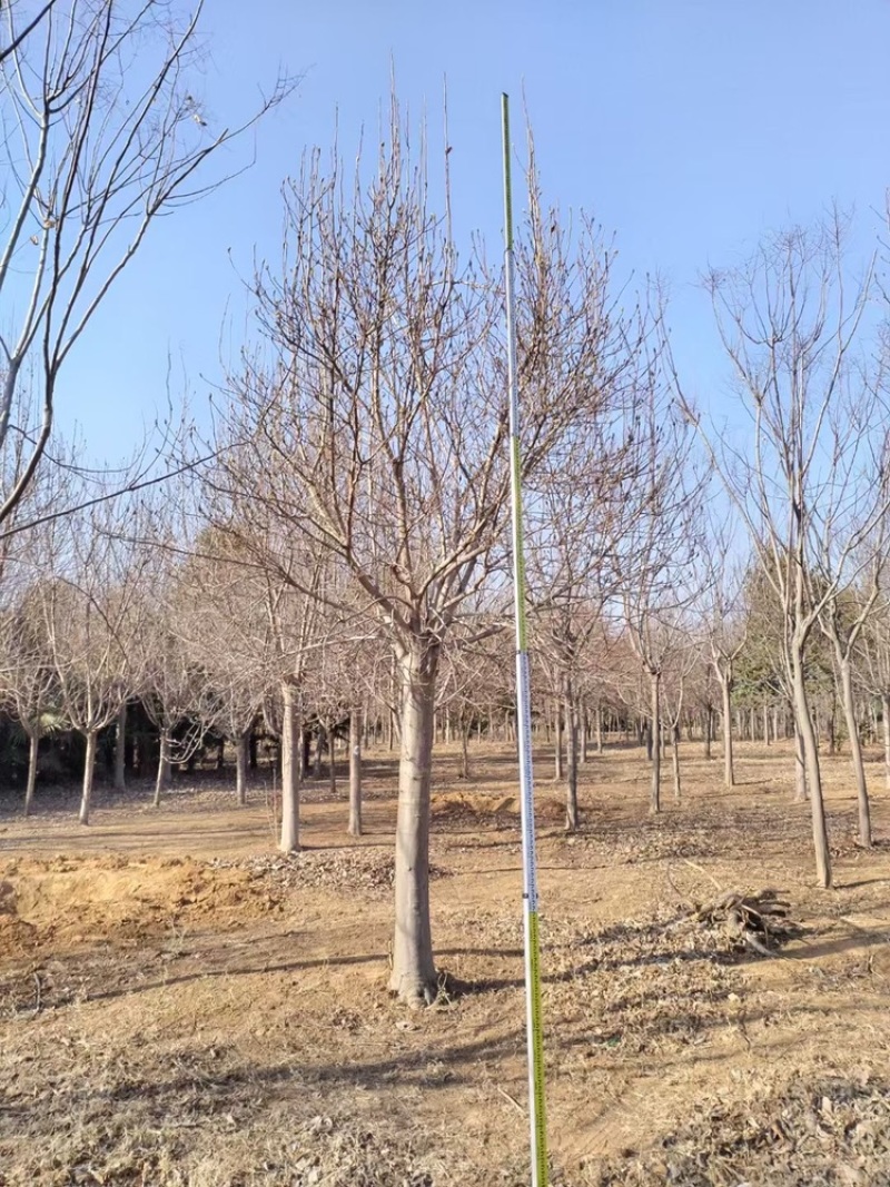 高杆红玉兰