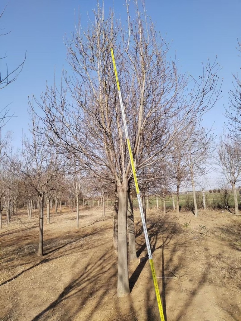 高杆红玉兰