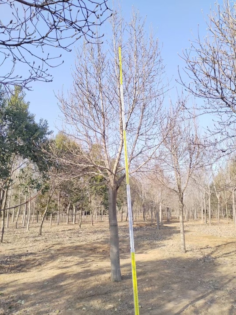 高杆红玉兰