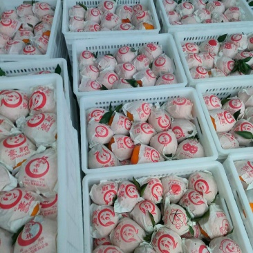 耙耙柑基地直发现摘现发品质保证量大从优全国发货