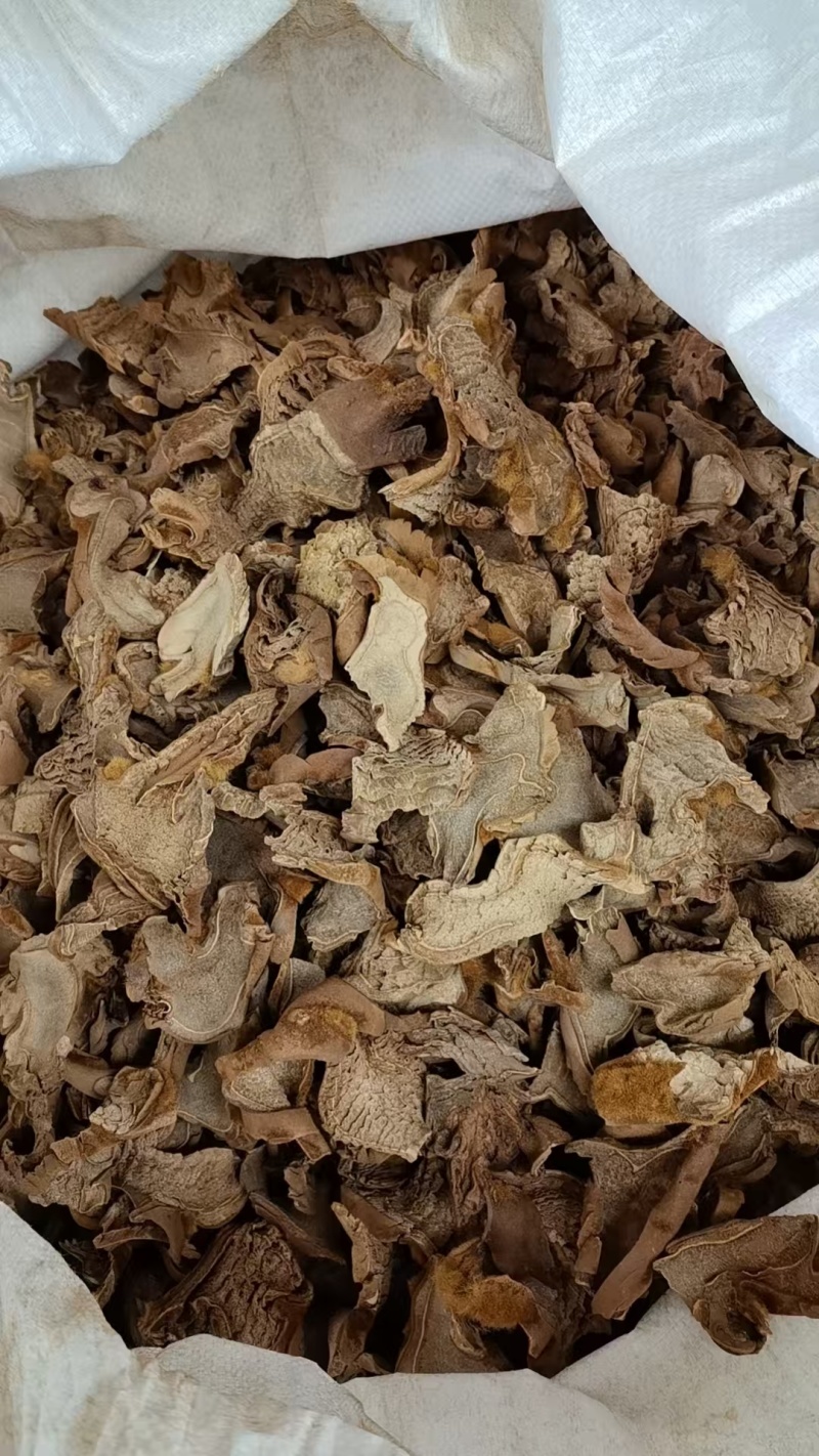 工人种植狗脊