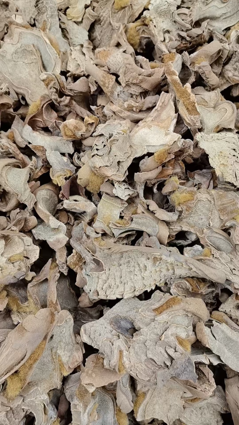 工人种植狗脊