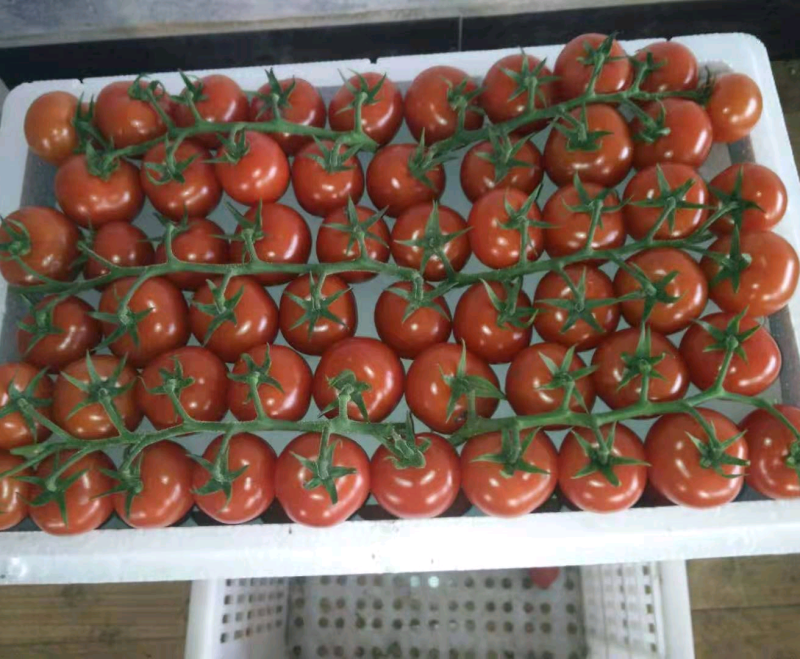 串红番茄串红圣女果串黄圣女果种植产地量大口感好中大个头