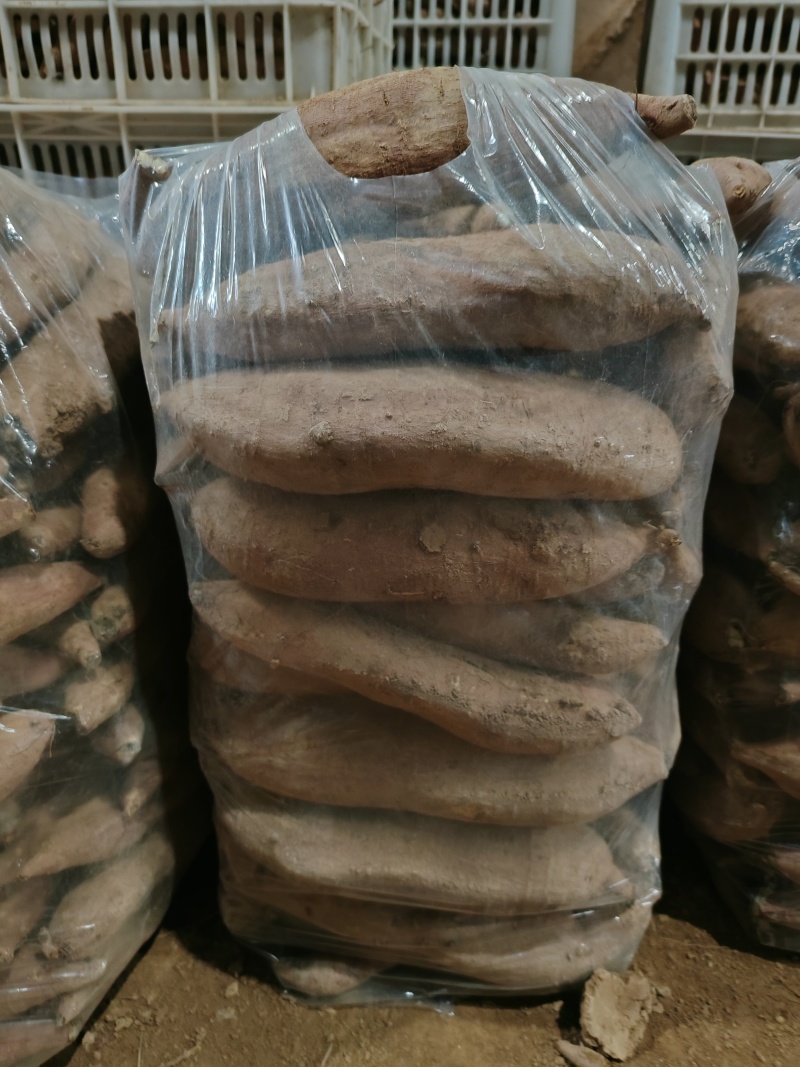 精品板栗薯大量现货质量保证供应全国对接电商