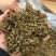 黄金芽
