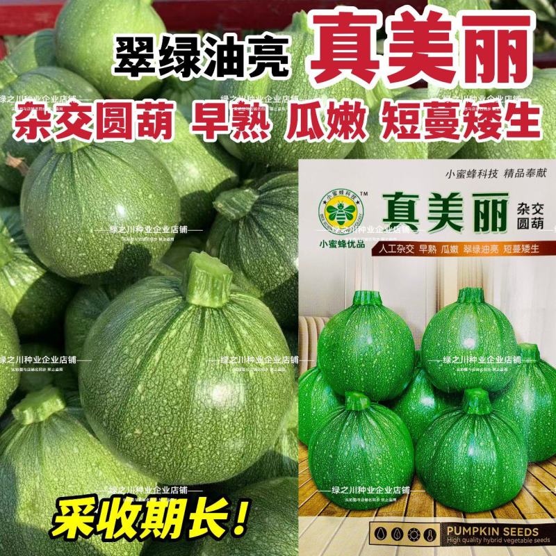 泸旺圆形西葫芦种子真美丽圆瓜种子翠绿油亮小瓜种籽瓜嫩早熟