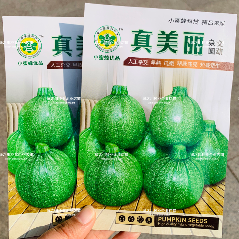 泸旺圆形西葫芦种子真美丽圆瓜种子翠绿油亮小瓜种籽瓜嫩早熟