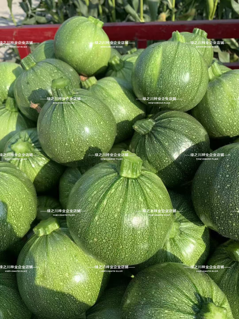 泸旺圆形西葫芦种子真美丽圆瓜种子翠绿油亮小瓜种籽瓜嫩早熟