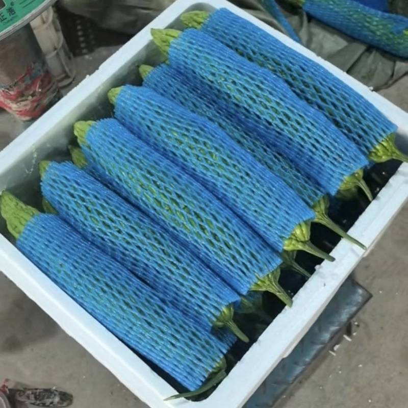 【油绿苦瓜】潍坊油绿苦瓜视频看货实地看货满意为止对接市场商超