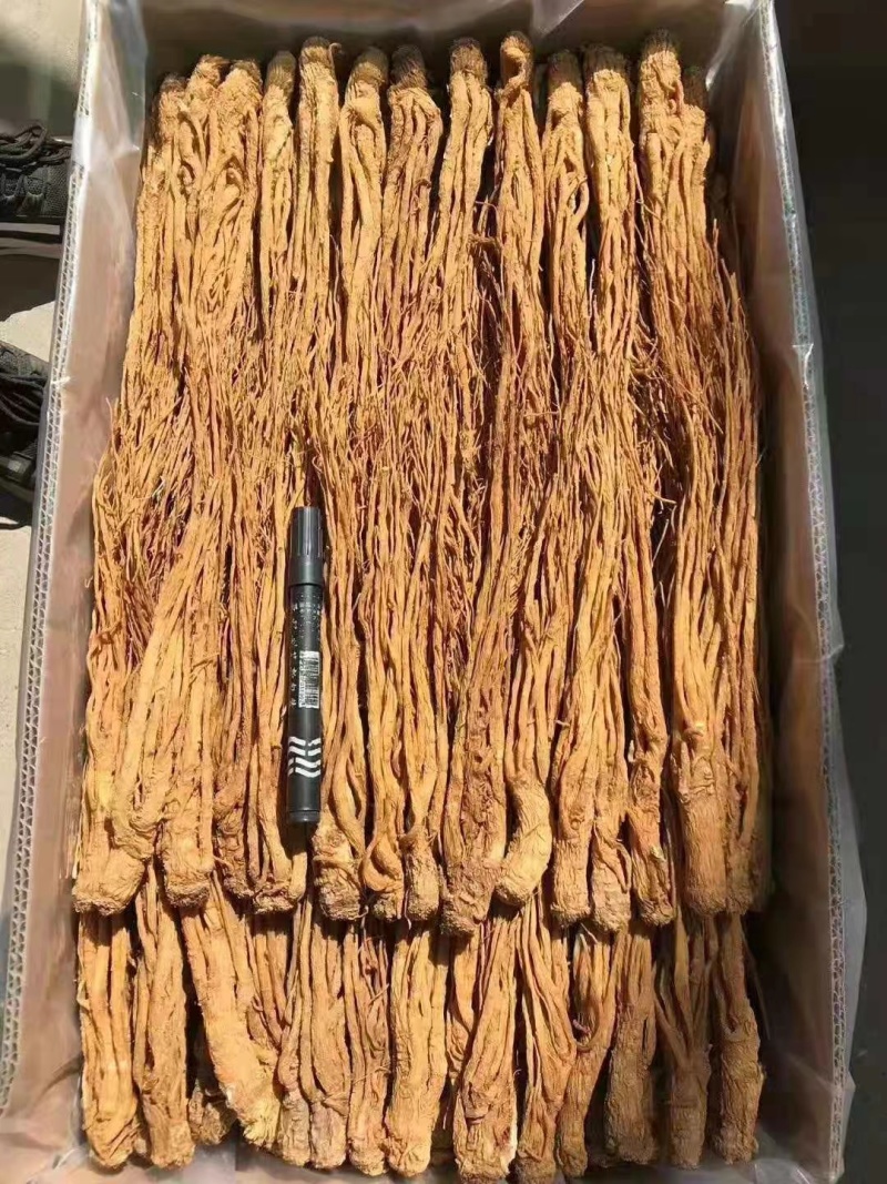 甘肃岷归，水洗黄当归刚加工完，颜色亮，质量好，产地直发