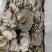 头茬二茬菇