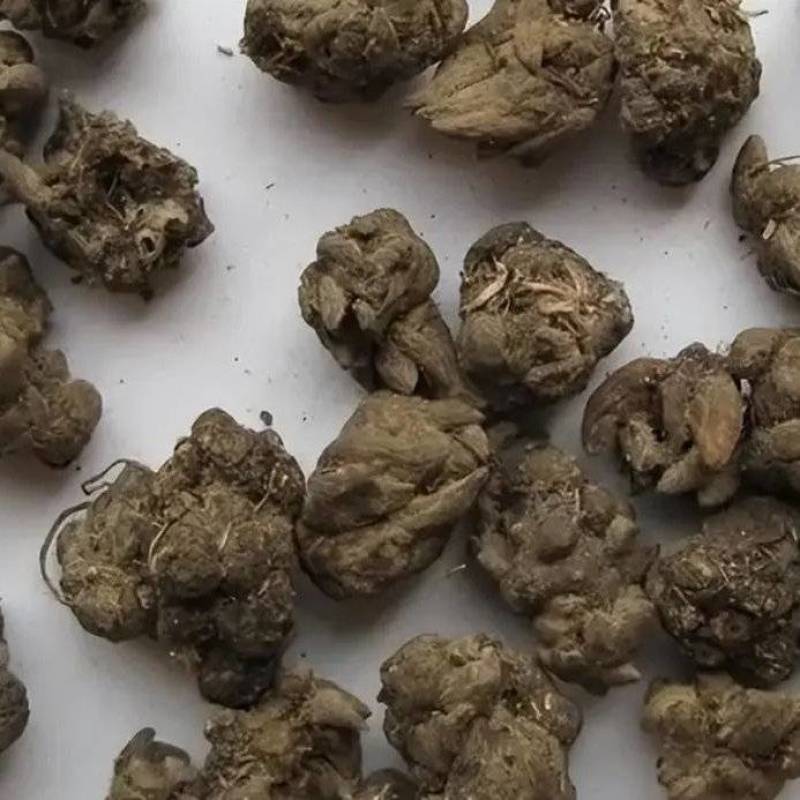 猫爪草